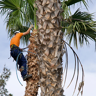 Tree Trimming